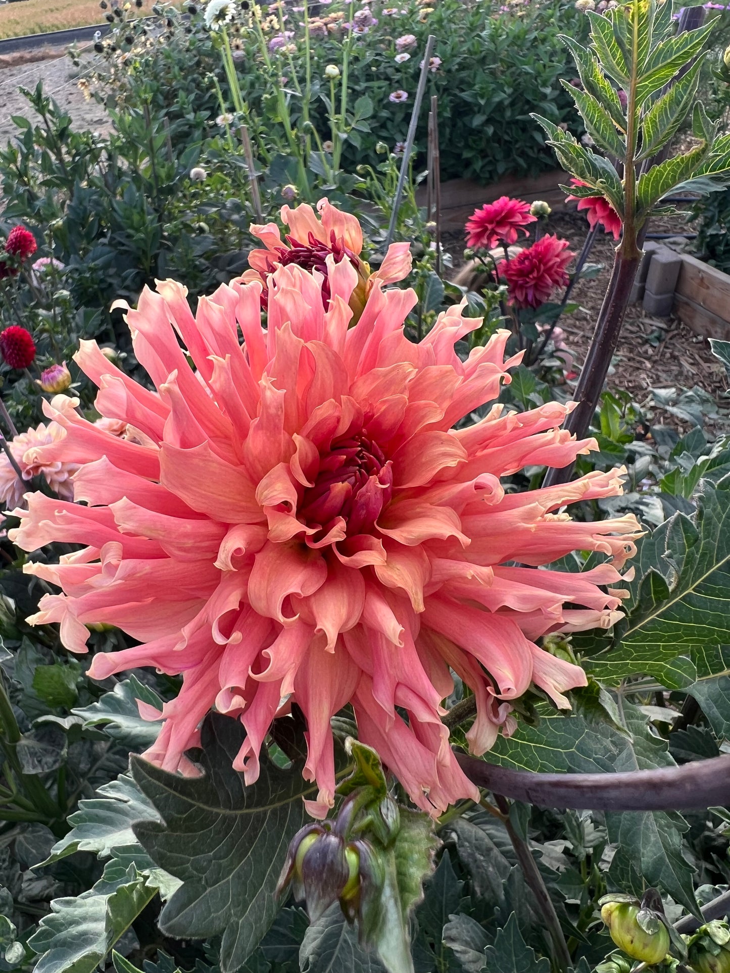 Terracotta