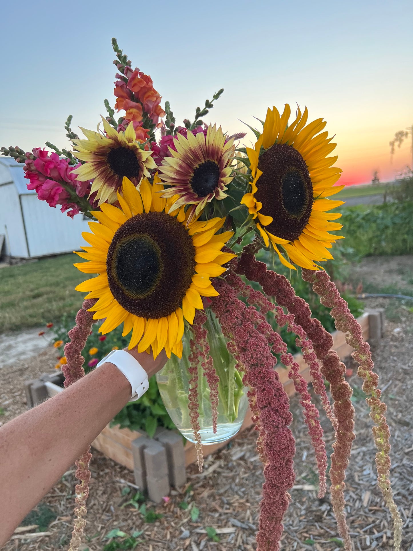 Yellow Boy Sunflower Seeds