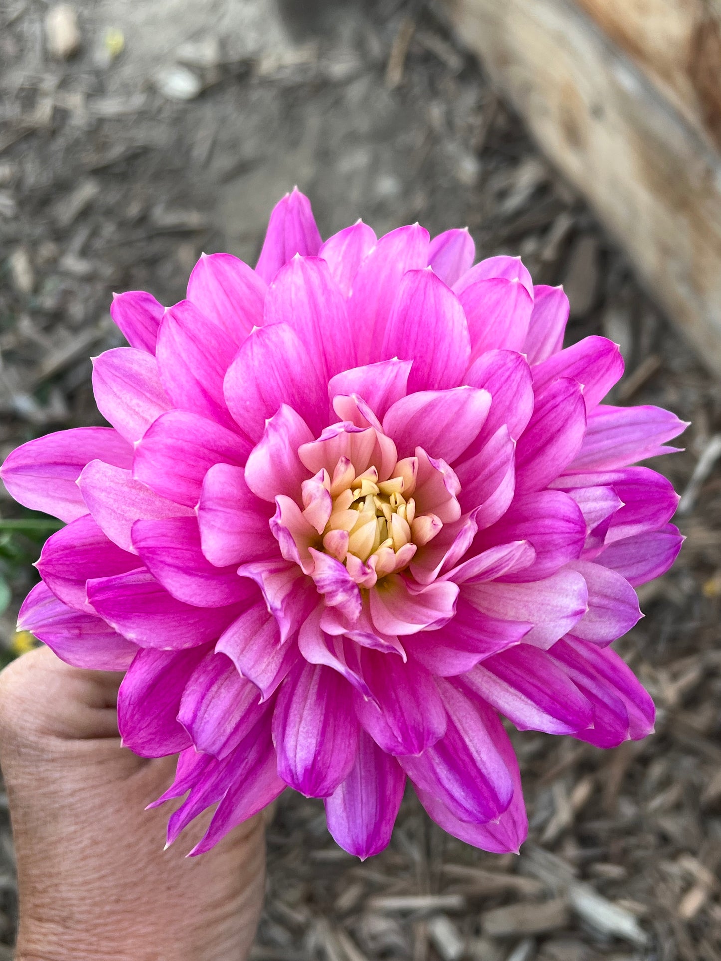 Hollyhill Pink Martini