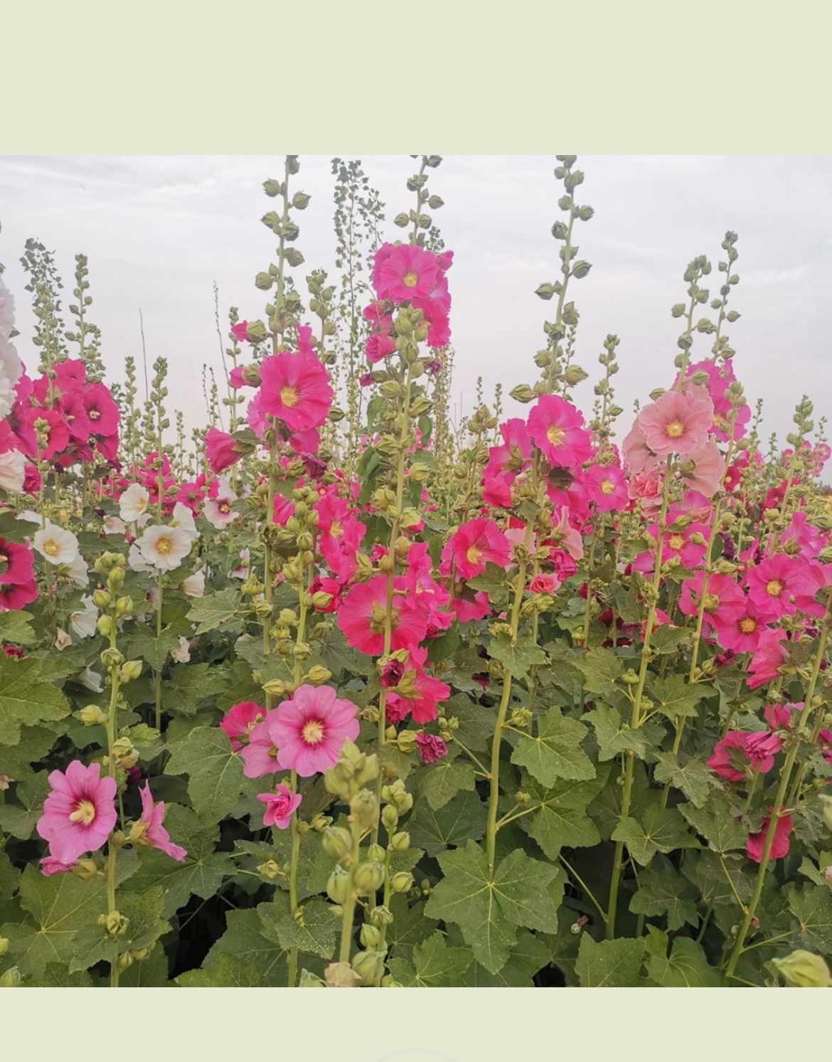 Pink Parade Hollyhock Seeds