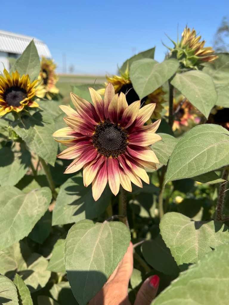 Golden Hour Pink Sunflower Seeds