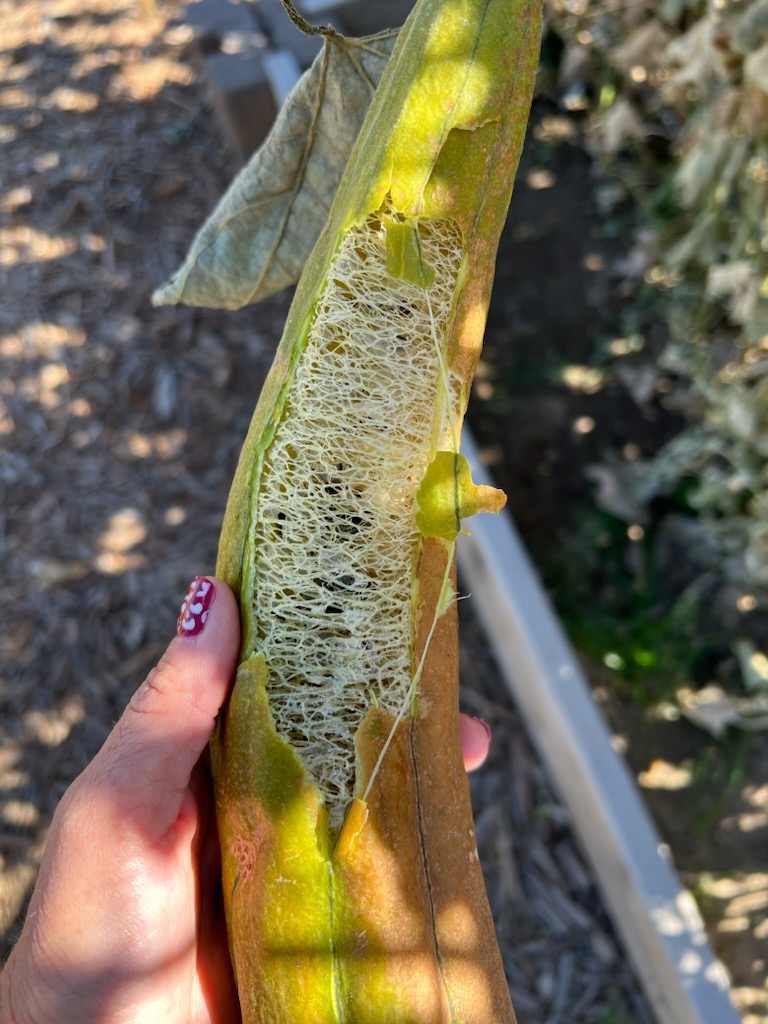 Luffa Seeds
