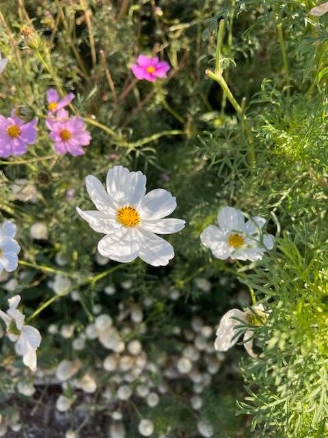 Summer Clique Cosmos Seeds