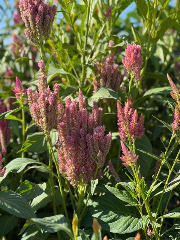 Raspberry Lime Celosia Seeds