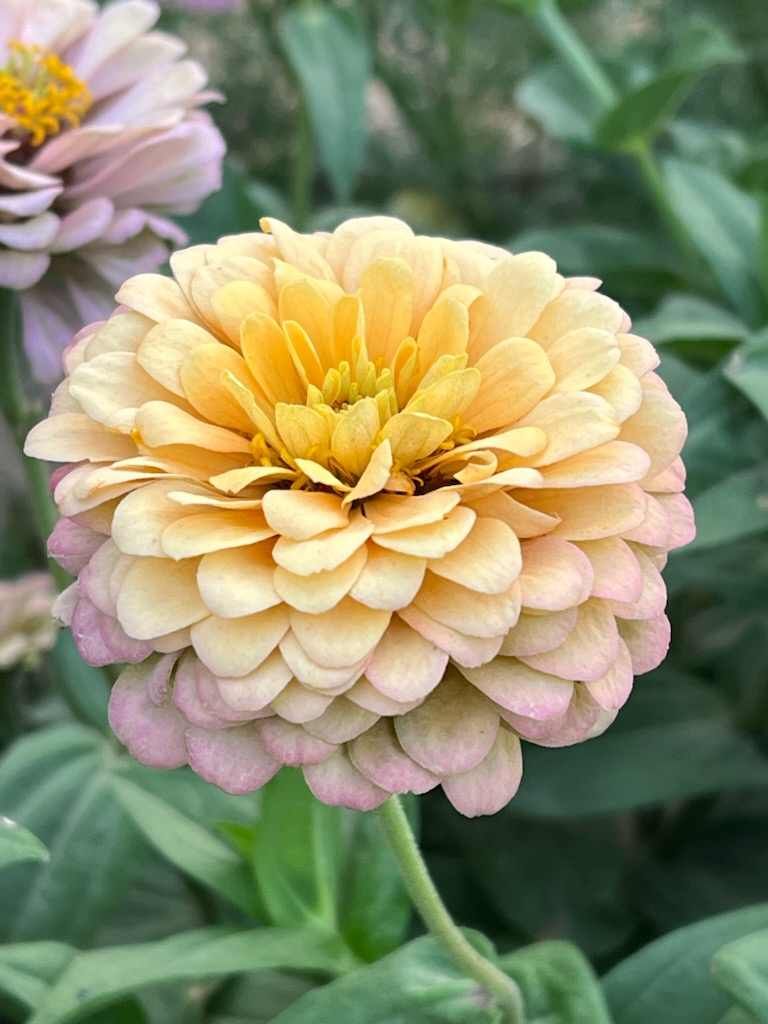 Sweet Summer Zinnia Seeds