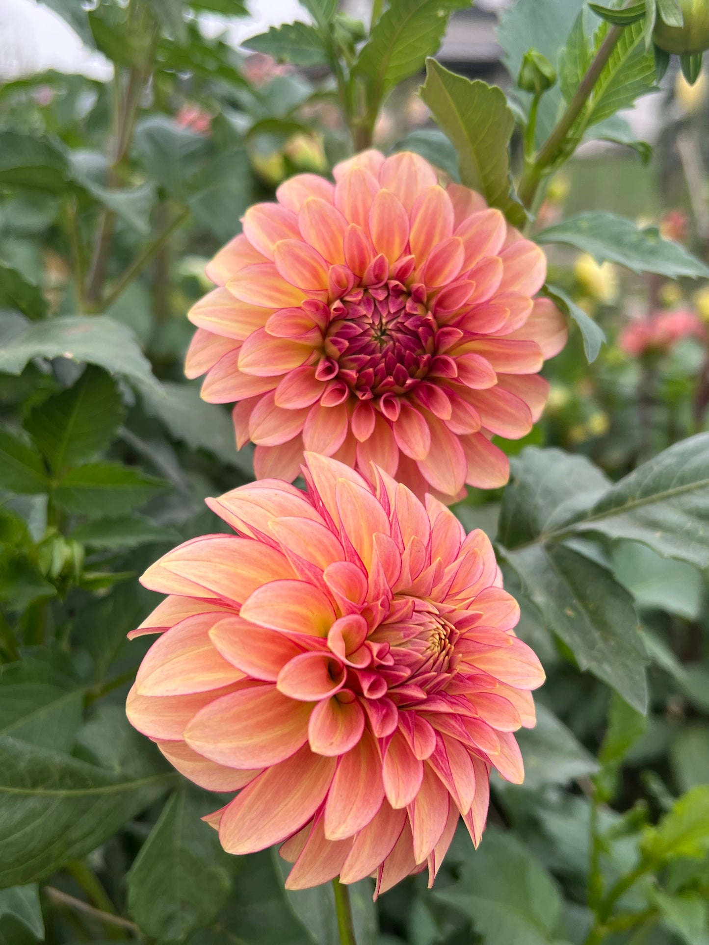 RM Raspberry Twinkle 2025 release