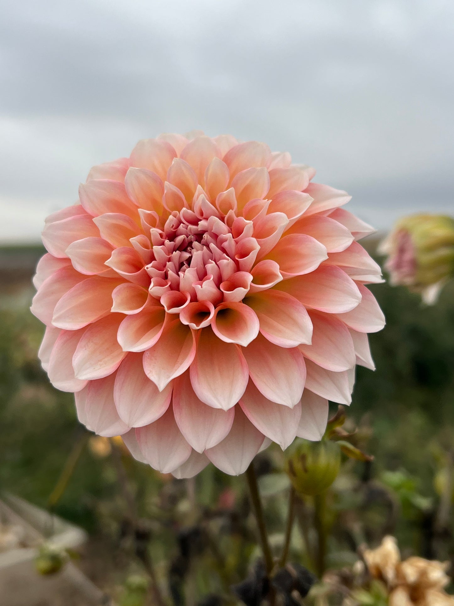 Lee’s Pineberry Trifle