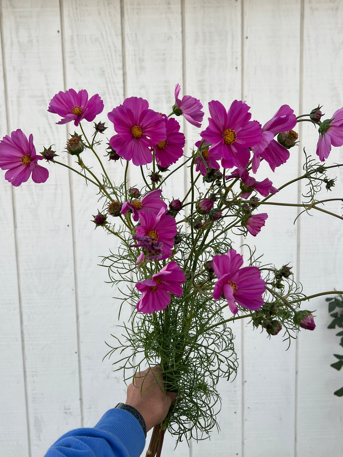 Summer Clique Cosmos Seeds