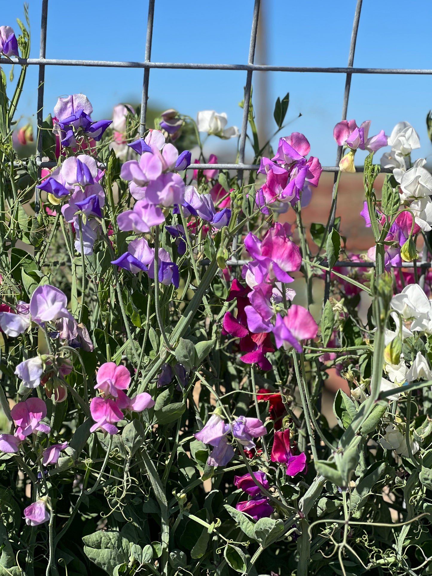 Sweet Peas Garden Mix
