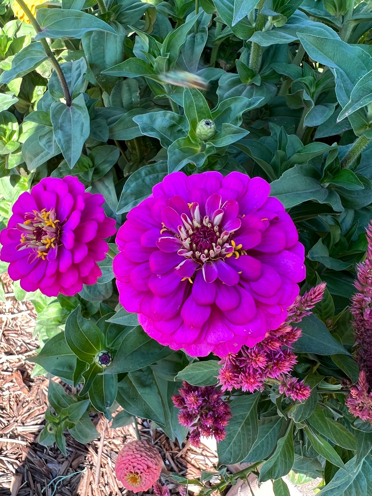 Rainbow Bright Zinnia Seeds