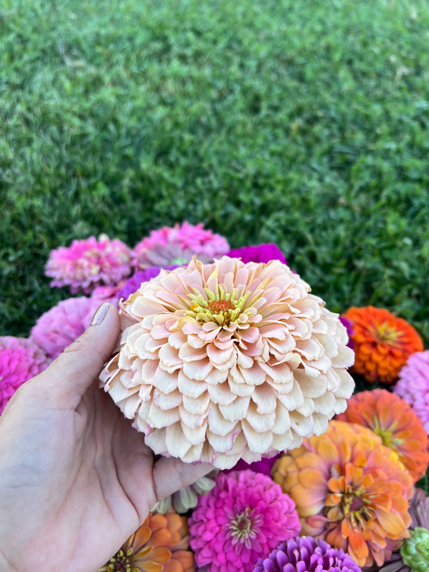 Zinnia Pinks