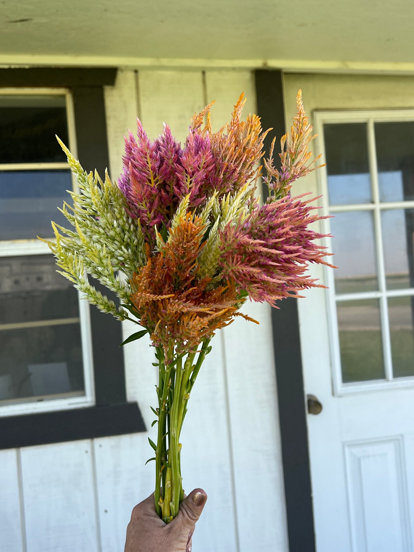 Celosia Bouquet Mix