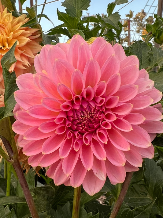 Lee’s Salt Water Taffy 2025 release