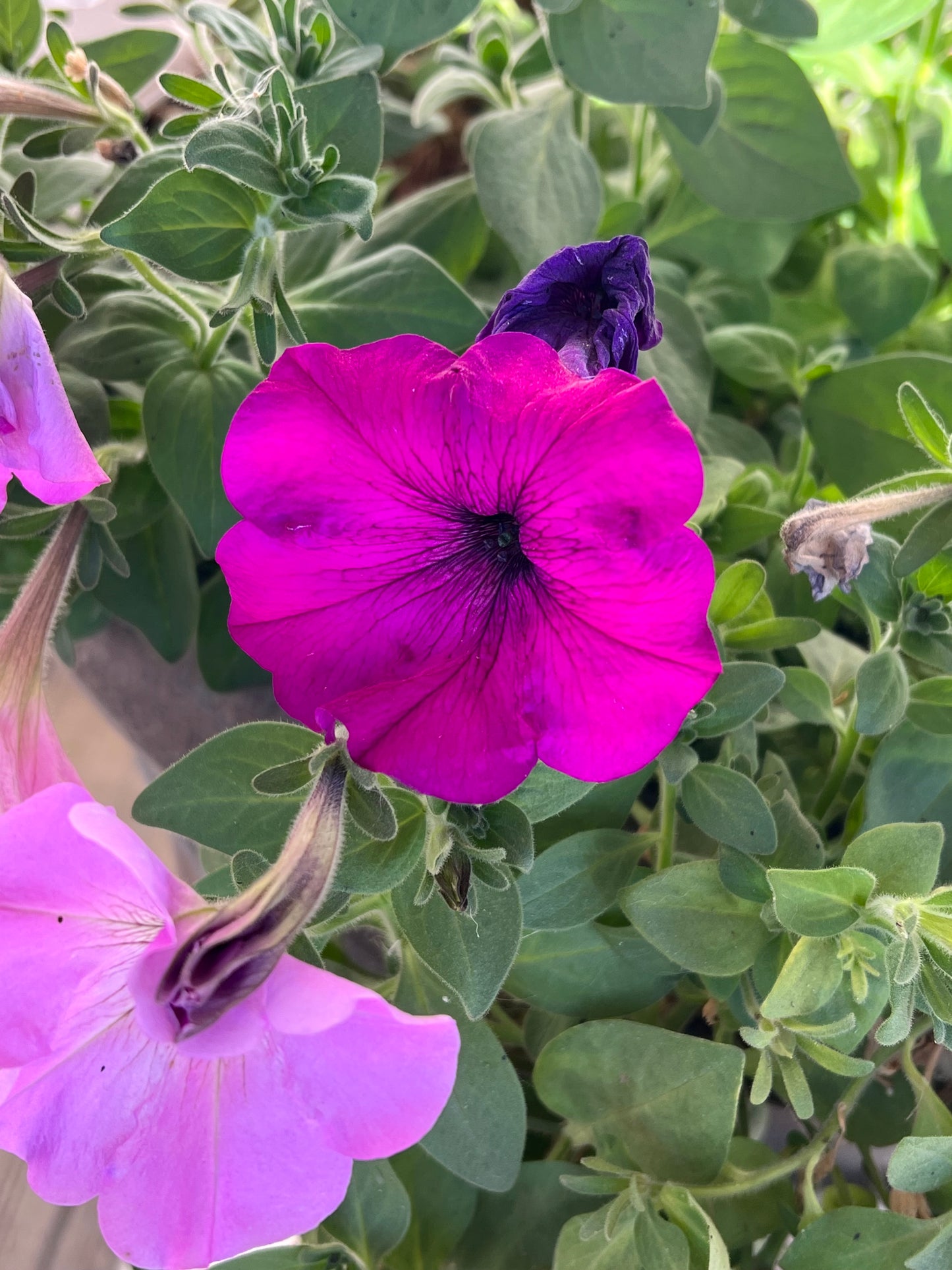 Pretty Girls Petunia Seeds