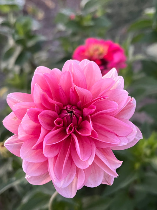 Sourire de Crozon skinny tubers limit 1 per household