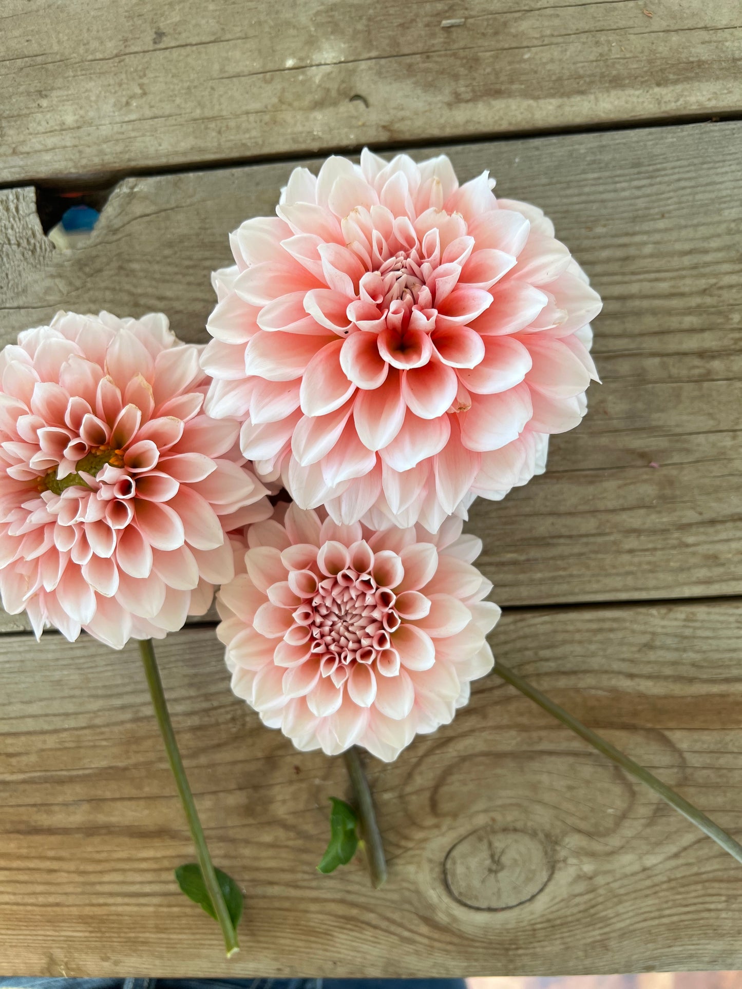 Lee’s Pineberry Trifle