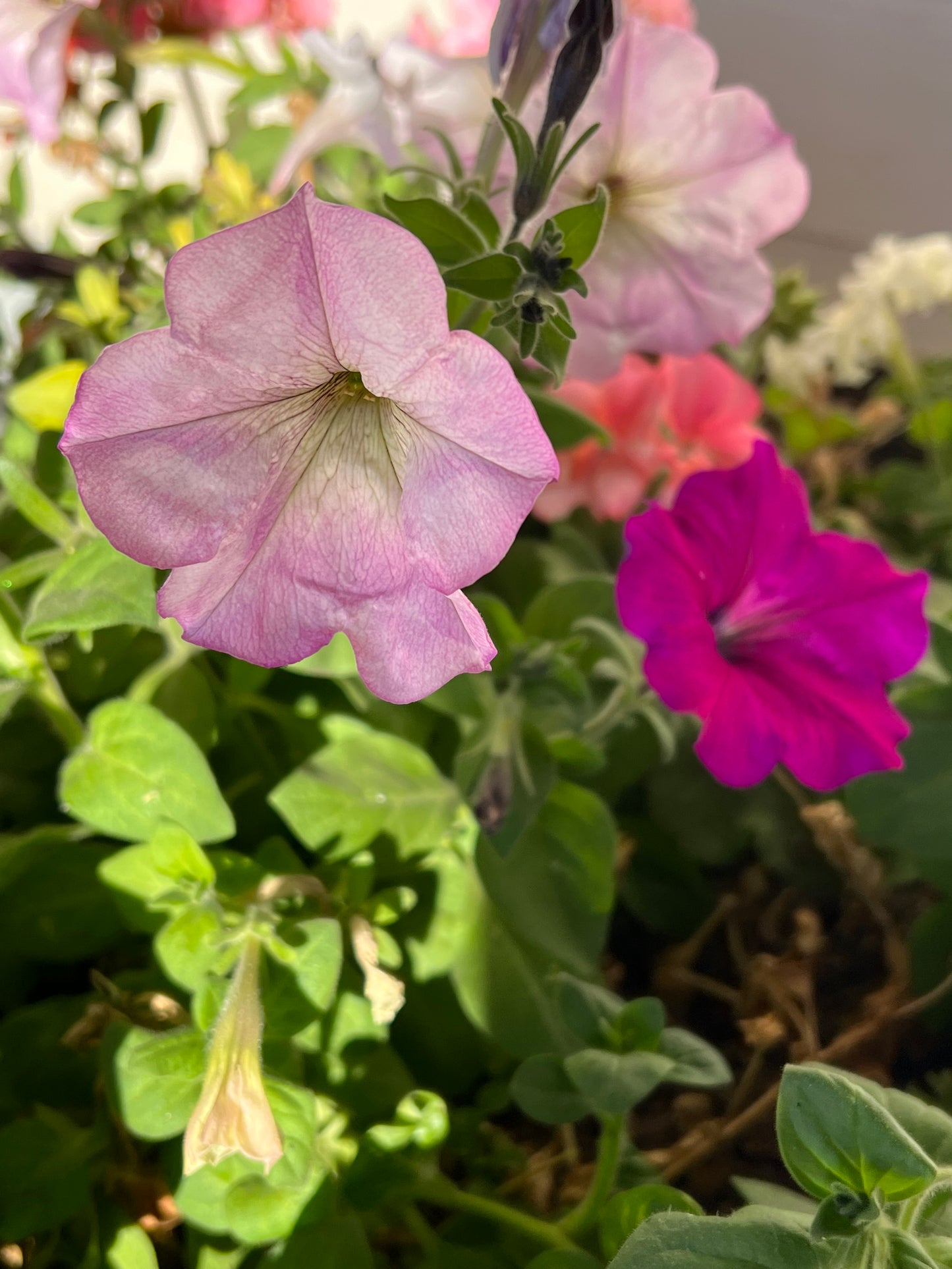 Pretty Girls Petunia Seeds