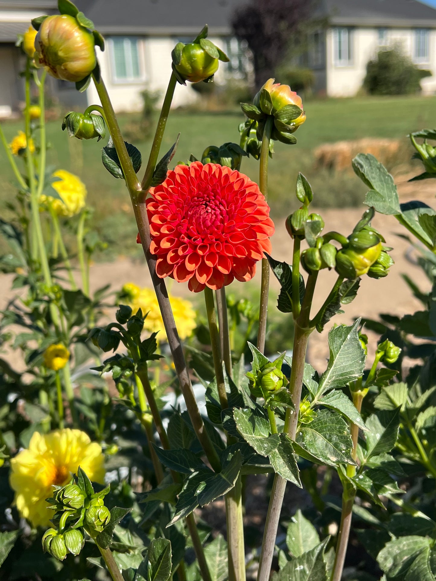 Valley Rust Bucket