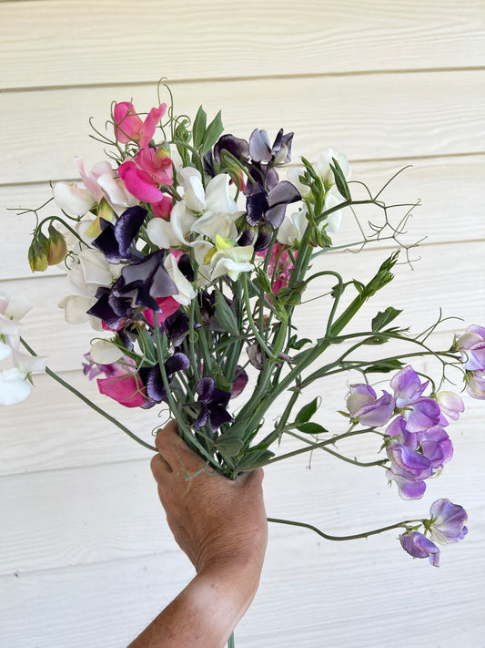 Sweet Peas Garden Mix