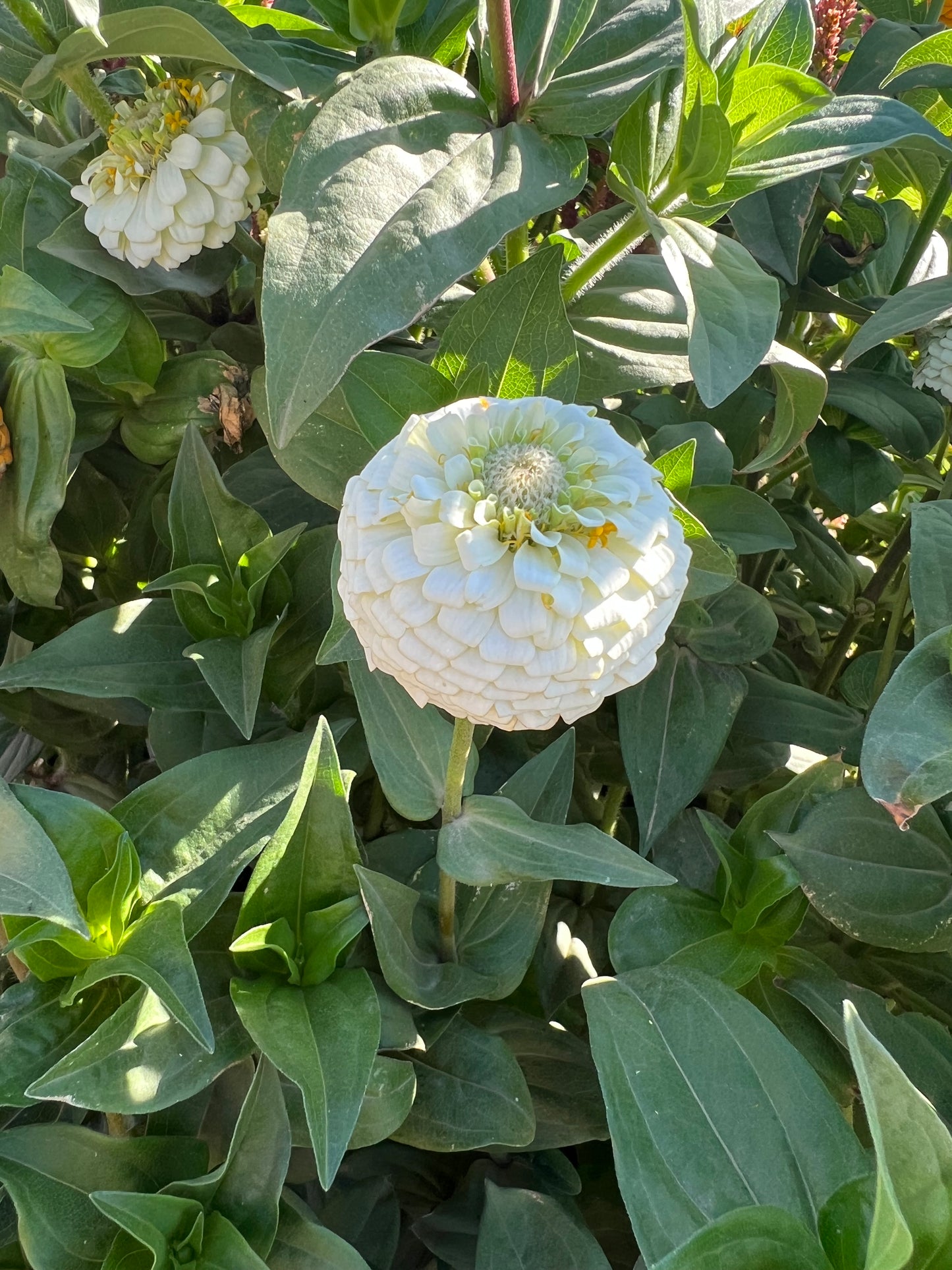 Rainbow Bright Zinnia Seeds