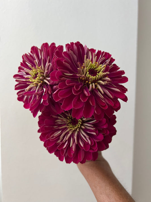 Zinnia Moody Collection