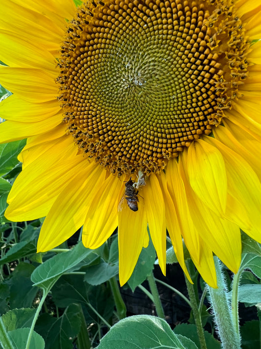 Wall Sunflower Seeds