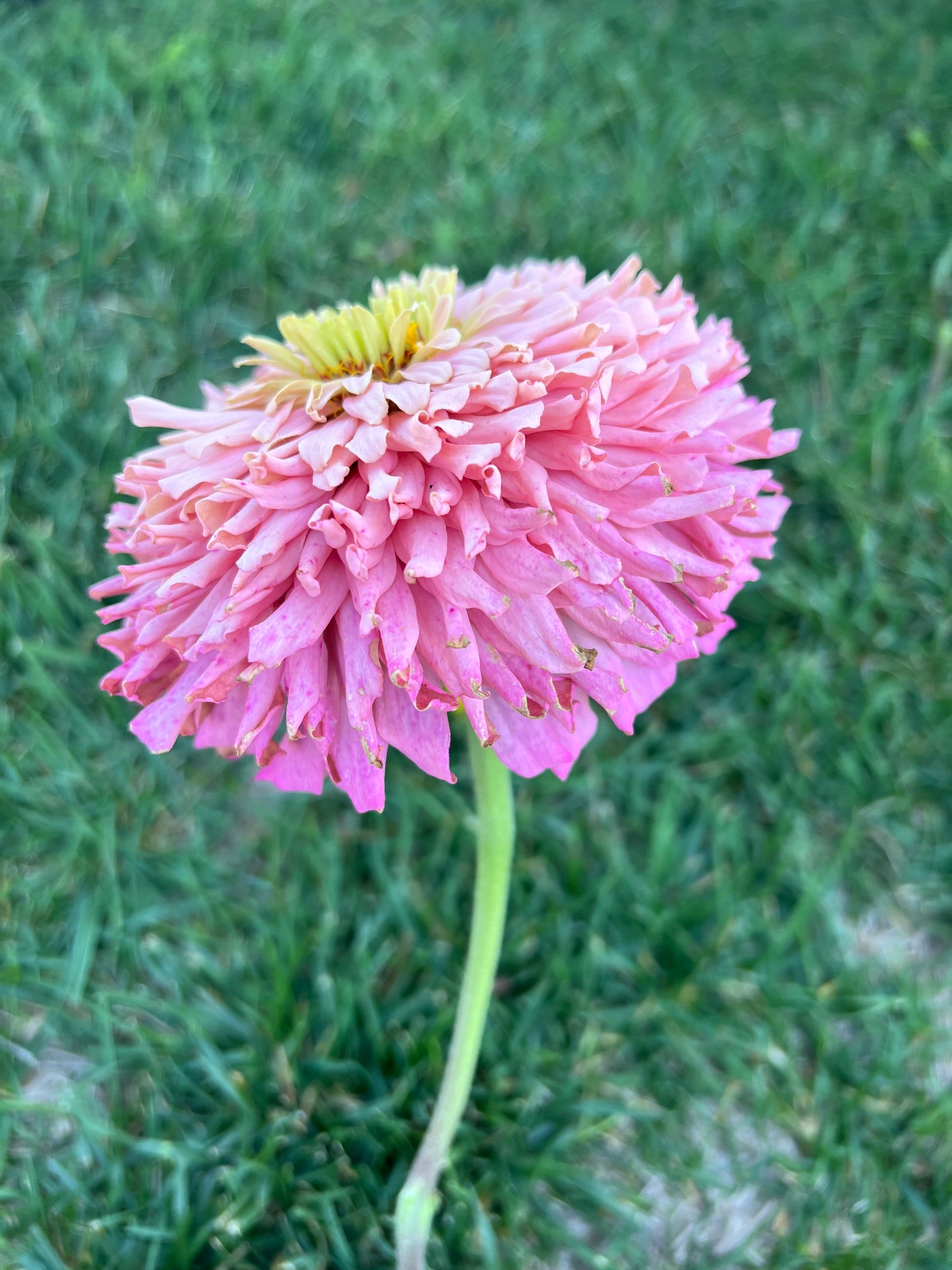 Zinnia Pinks