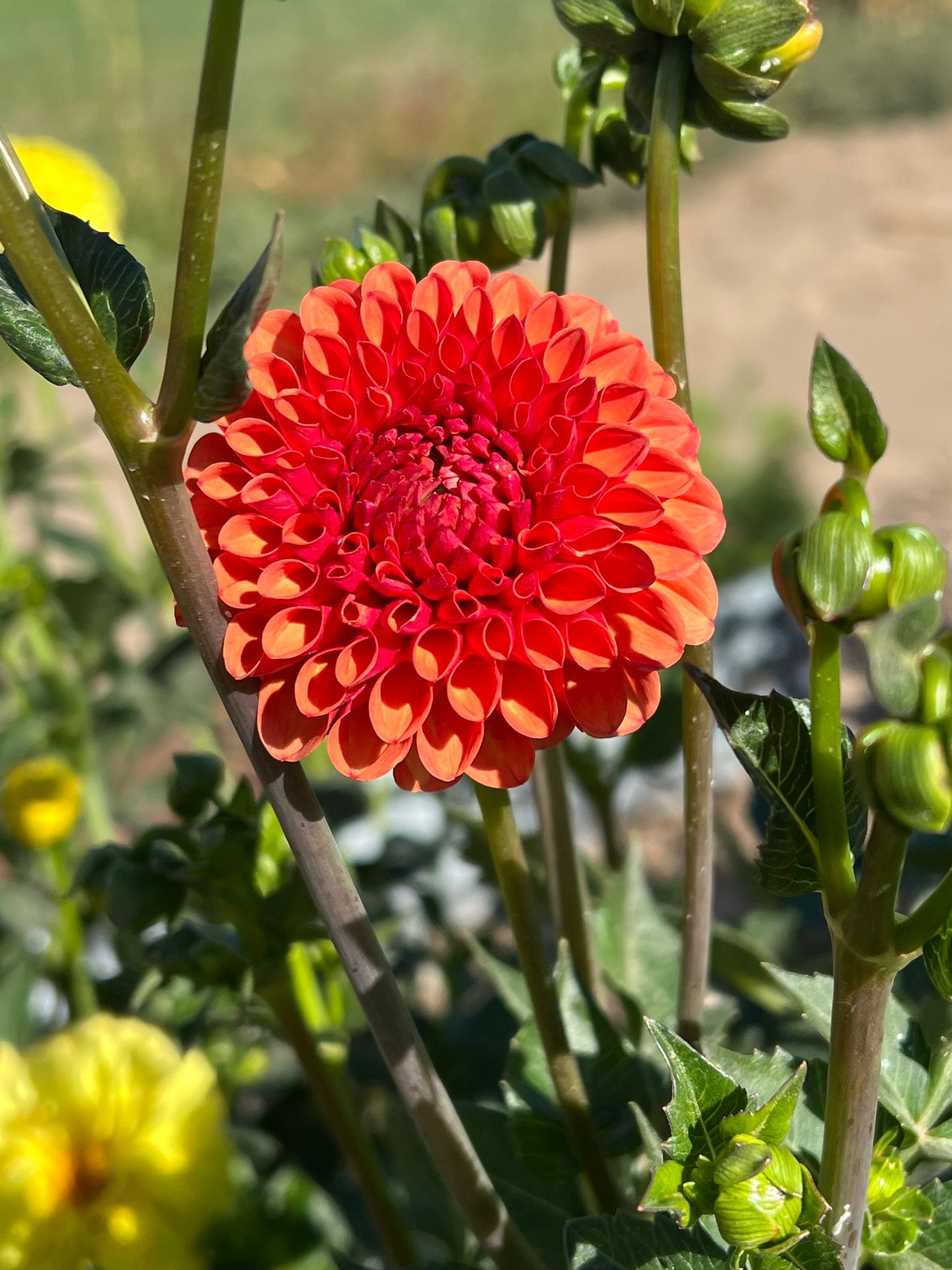 Valley Rust Bucket