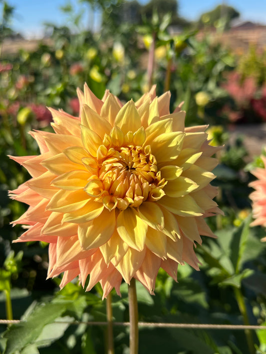 Lee’s Apricot Fizz