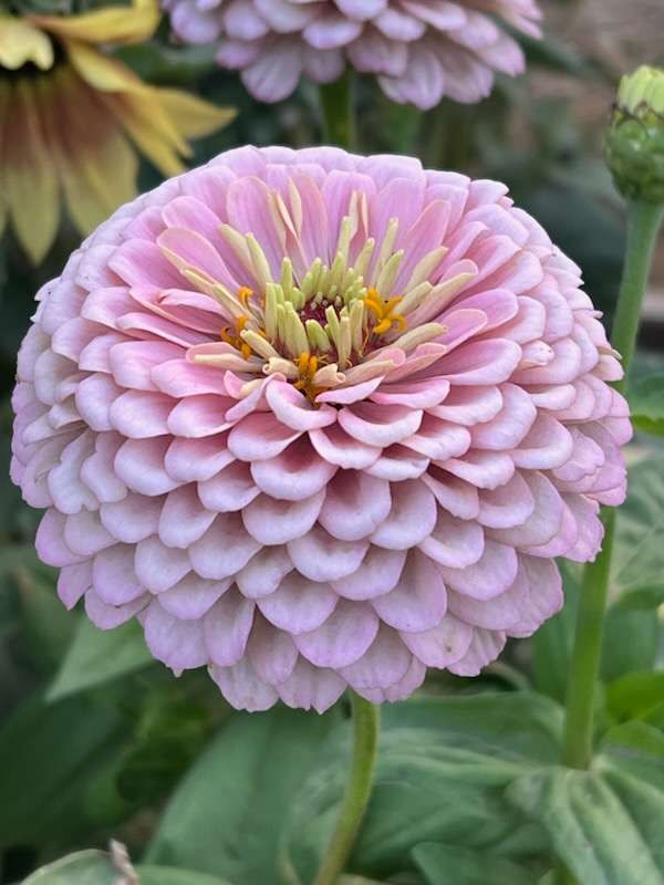 Sweet Summer Zinnia Seeds