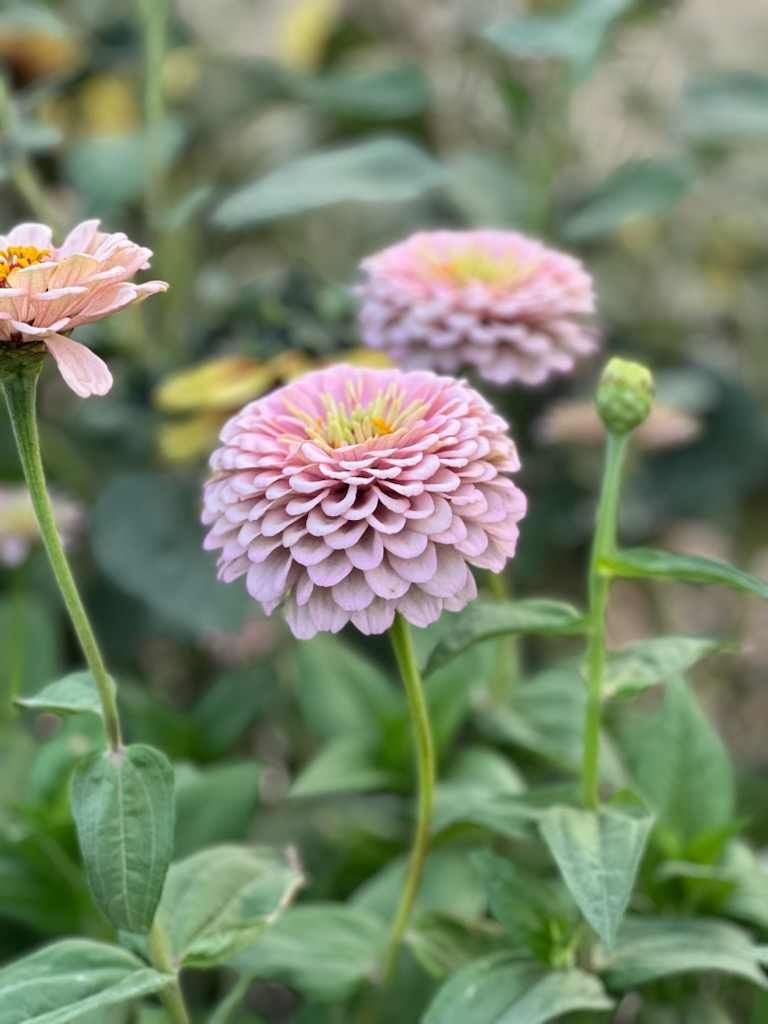 Sweet Summer Zinnia Seeds