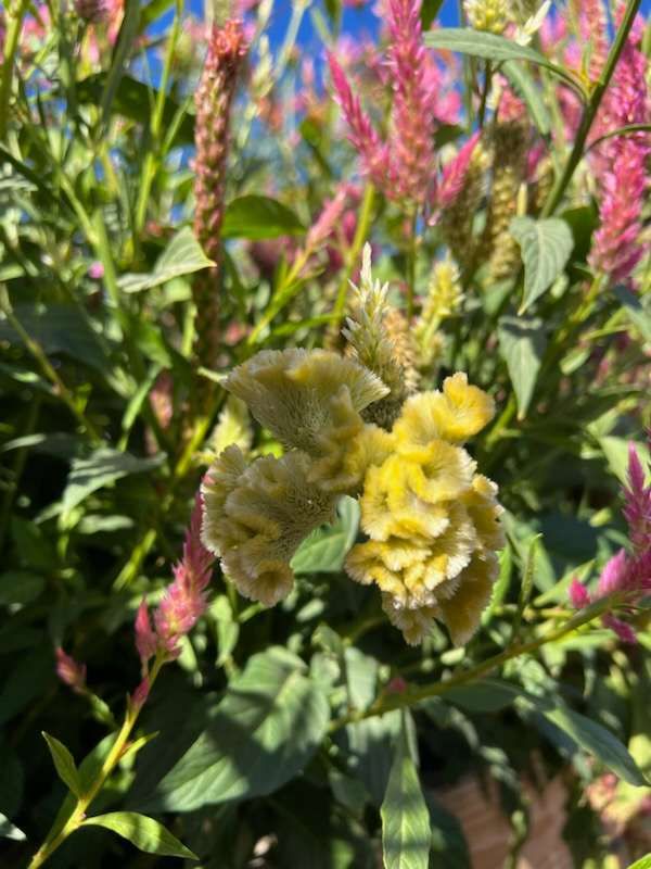 Raspberry Lime Celosia Seeds