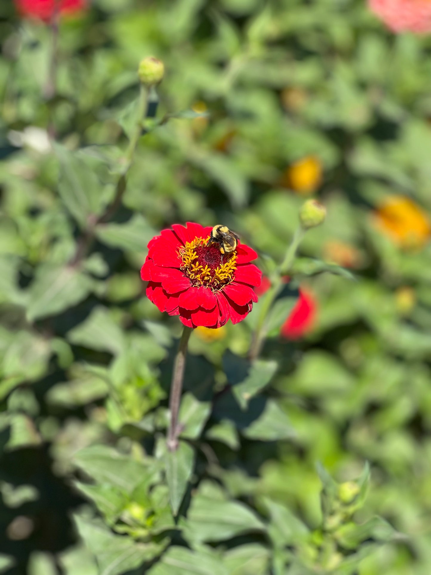 Rainbow Bright Zinnia Seeds