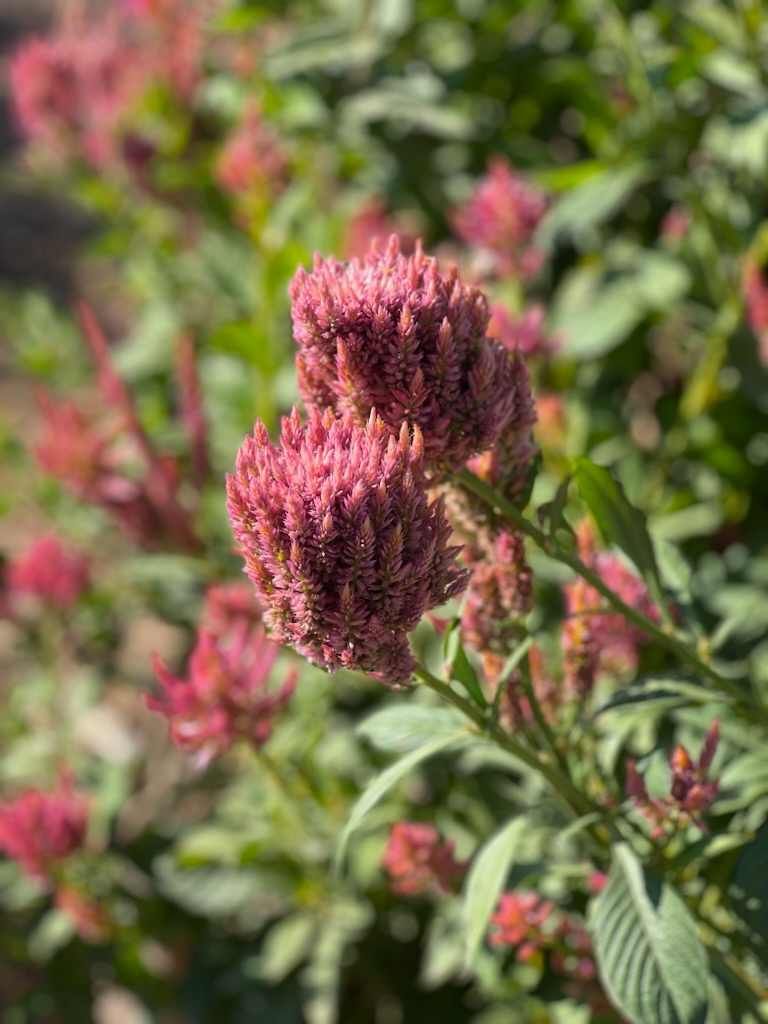 Raspberry Lime Celosia Seeds