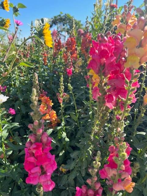 Sunset View Snapdragon Seeds