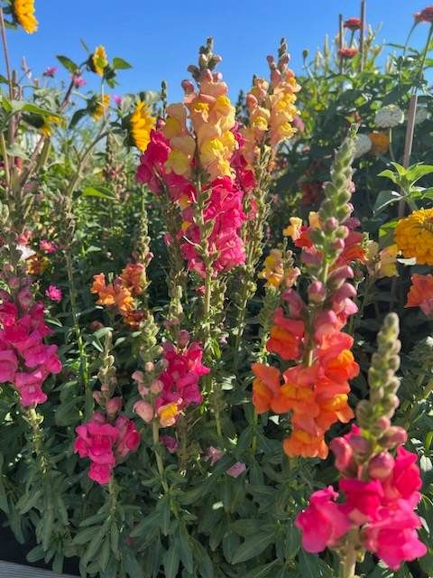 Sunset View Snapdragon Seeds