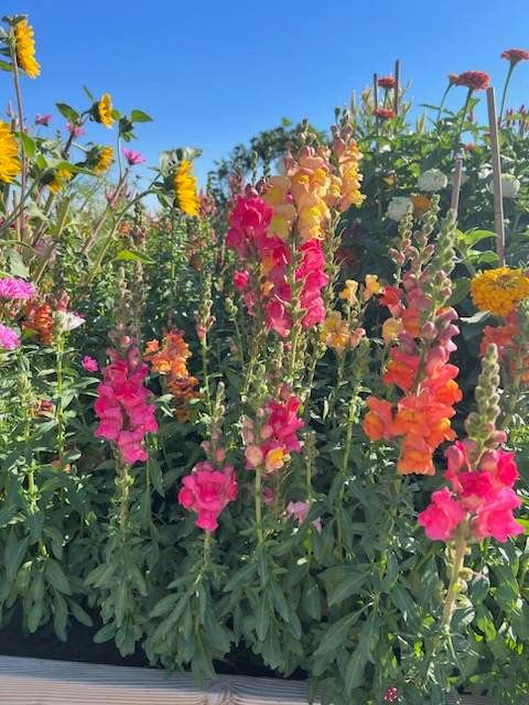 Sunset View Snapdragon Seeds