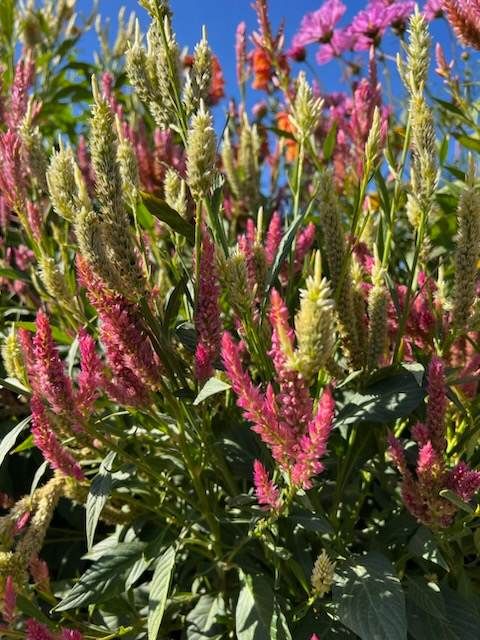Raspberry Lime Celosia Seeds