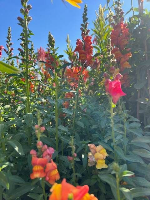 Sunset View Snapdragon Seeds