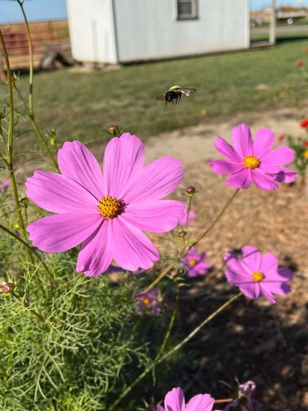 Summer Clique Cosmos Seeds