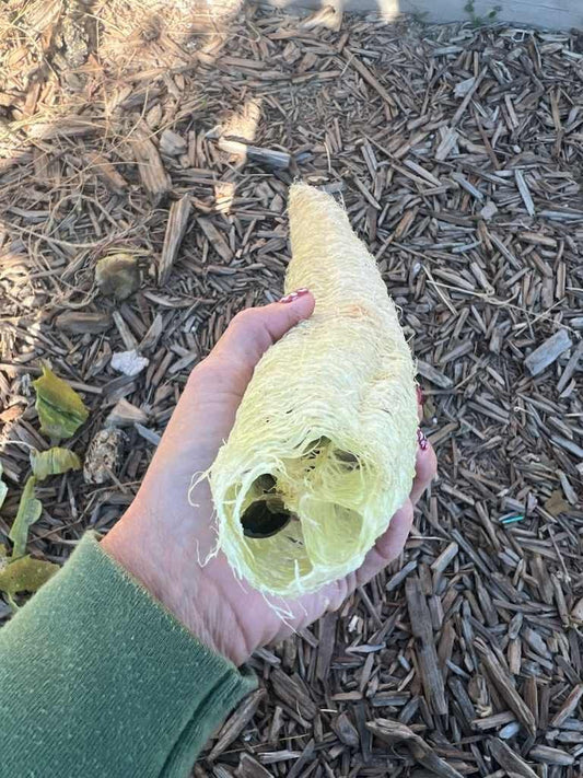 Luffa Seeds