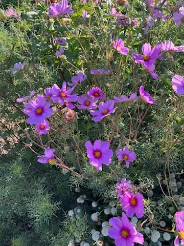 Summer Clique Cosmos Seeds