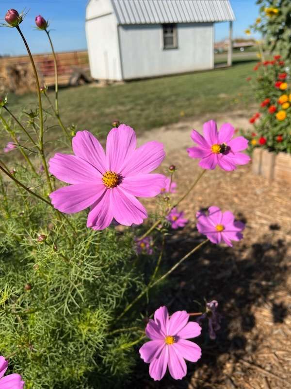 Summer Clique Cosmos Seeds