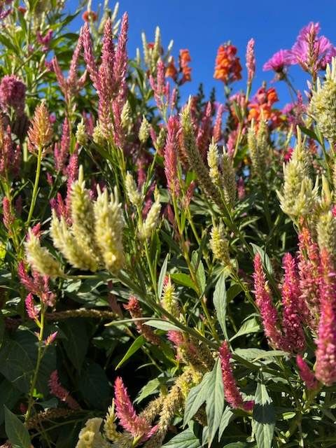Raspberry Lime Celosia Seeds