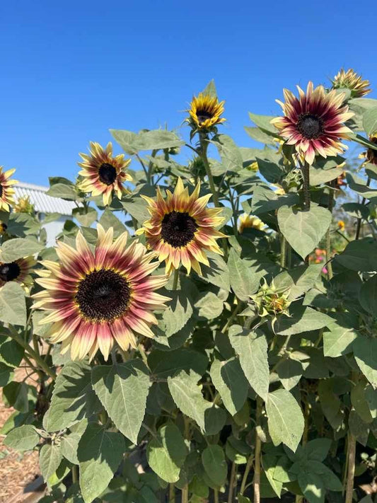 Golden Hour Pink Sunflower Seeds
