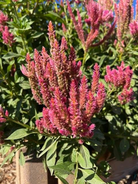 Raspberry Lime Celosia Seeds