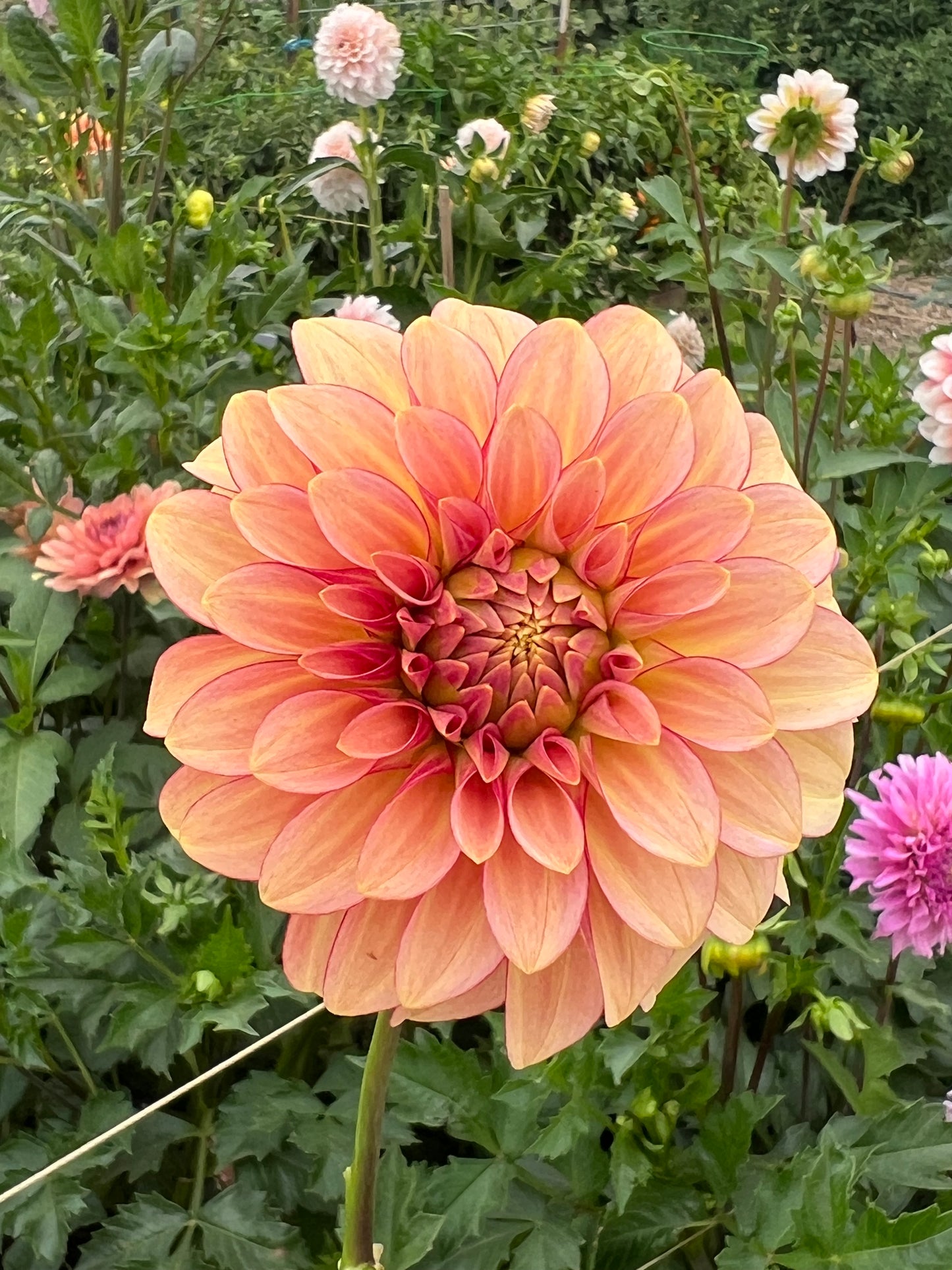 RM Raspberry Twinkle 2025 release