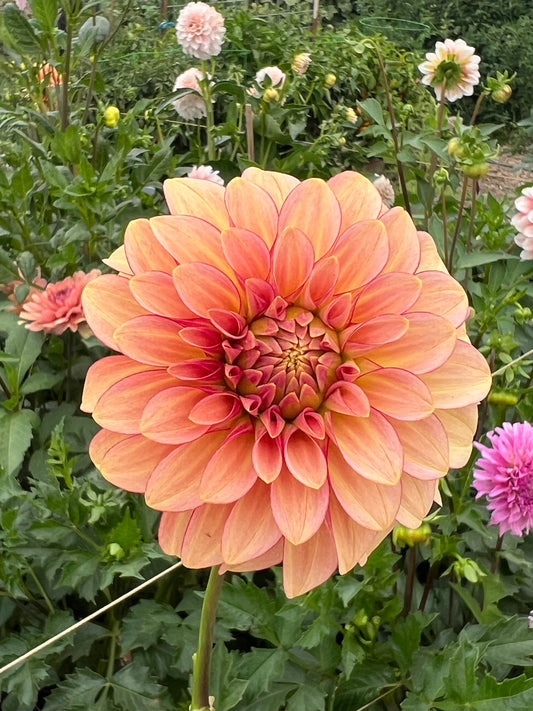 RM Raspberry Twinkle 2025 release