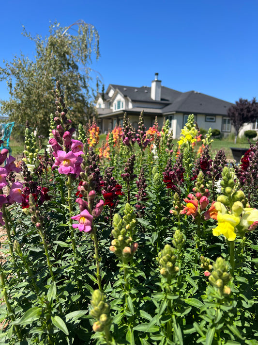 Snapdragon Garden Mix