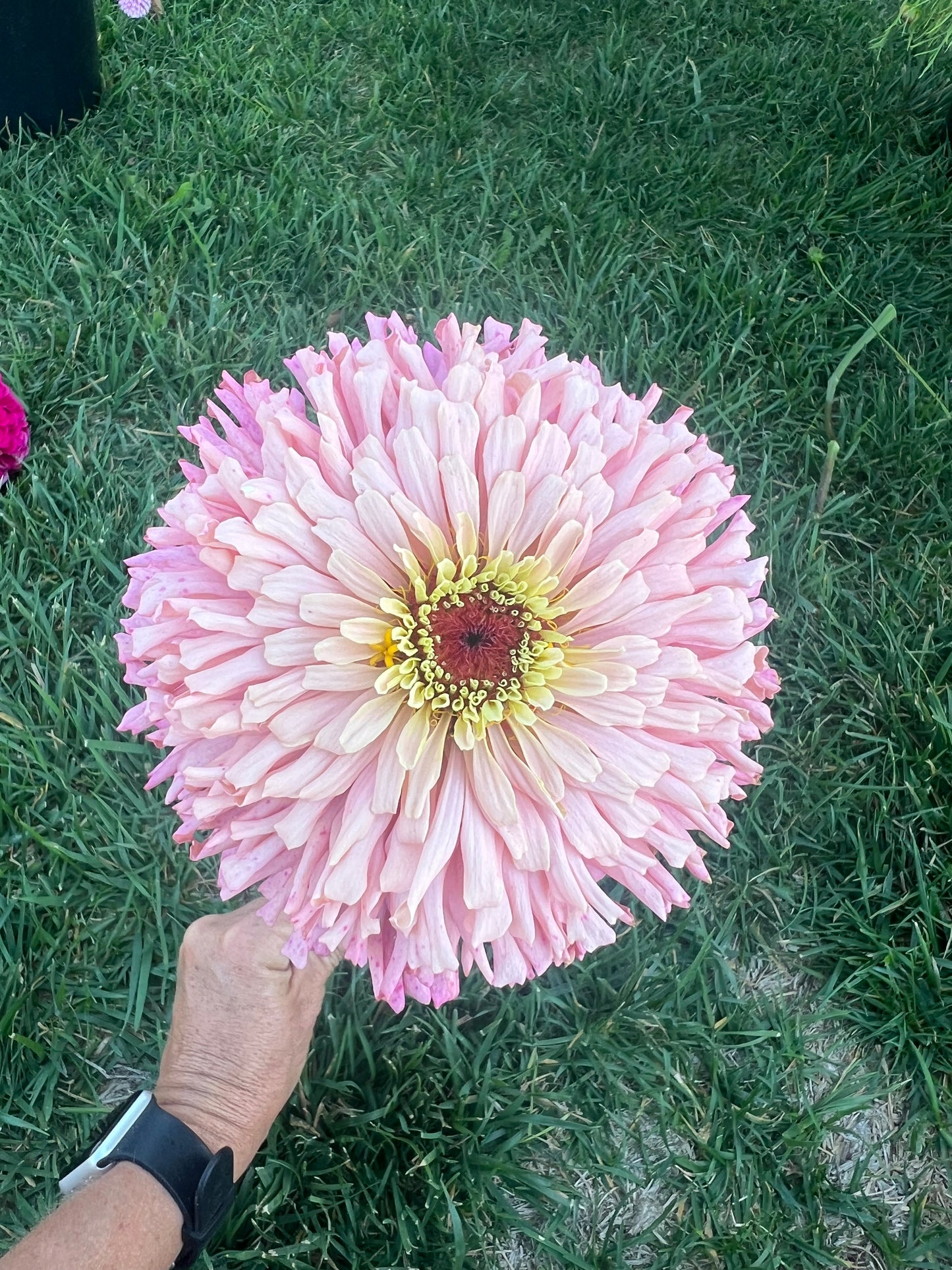 Zinnia Pinks